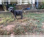 Small Photo #1 Cane Corso Puppy For Sale in FAIRBURN, GA, USA