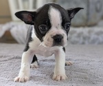 Small #2 Boston Terrier