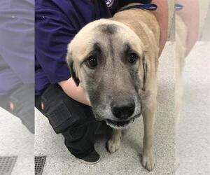 Anatolian Shepherd Dogs for adoption in Conroe, TX, USA
