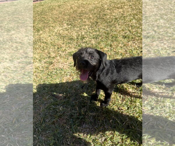 Medium Photo #9 Mutt Puppy For Sale in Rosenberg, TX, USA