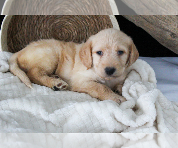 Medium Photo #12 Labradoodle Puppy For Sale in NAPPANEE, IN, USA
