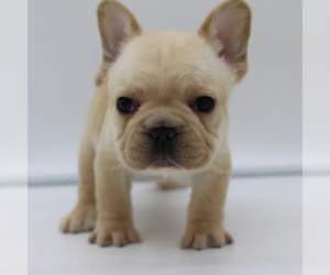 French Bulldog Puppy for sale in SEATTLE, WA, USA