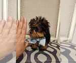 Small Photo #3 Yorkshire Terrier Puppy For Sale in INDIANAPOLIS, IN, USA