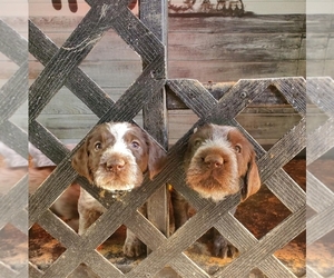 Wirehaired Pointing Griffon Puppy for sale in LACYGNE, KS, USA