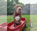 Small #9 American Staffordshire Terrier