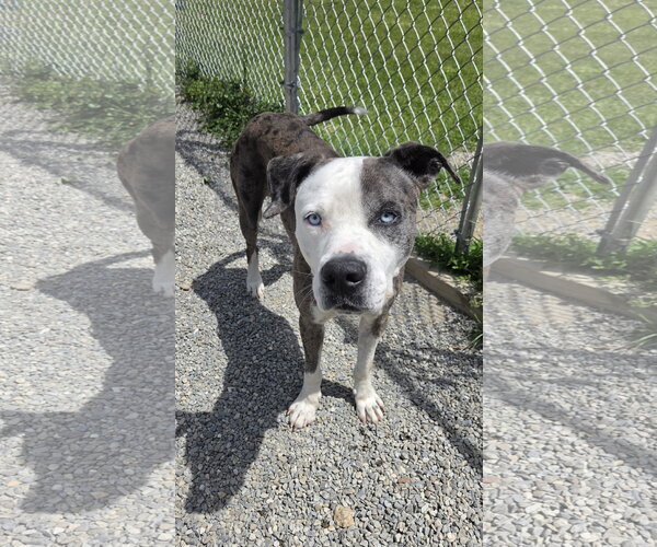 Medium Photo #5 Mutt Puppy For Sale in Rockaway, NJ, USA