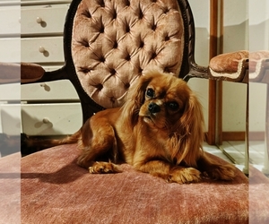 Cavalier King Charles Spaniel Puppy for sale in ELIZABETHTON, TN, USA