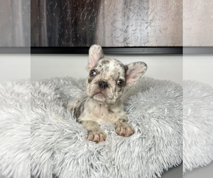 French Bulldog Puppy for sale in FRANKLIN, IN, USA