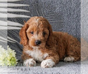 Cock-A-Poo Puppy for sale in GORDONVILLE, PA, USA