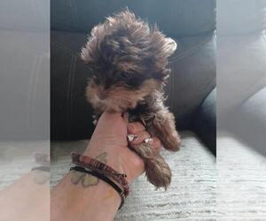 Yorkshire Terrier Puppy for sale in COLTON, NY, USA