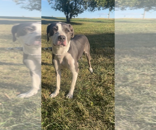 Medium Photo #1 American Pit Bull Terrier Puppy For Sale in PENNVILLE, IN, USA