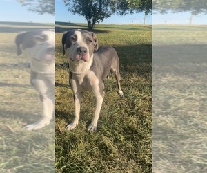 American Pit Bull Terrier Dogs for adoption in PENNVILLE, IN, USA
