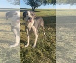 Small American Pit Bull Terrier