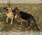 Small Photo #2 German Shepherd Dog Puppy For Sale in SACO, ME, USA