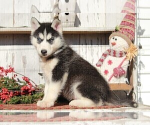 Medium Siberian Husky