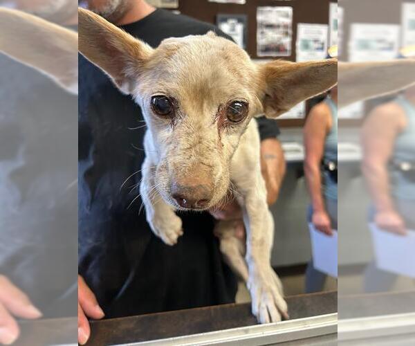 Medium Photo #1 Chihuahua Puppy For Sale in Stockton, CA, USA