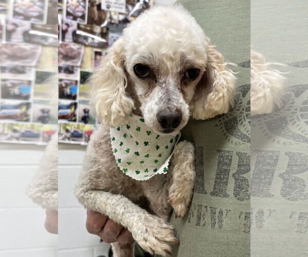 Medium Photo #2 Poodle (Toy)-Unknown Mix Puppy For Sale in York, SC, USA