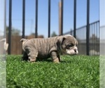 Small #5 English Bulldog