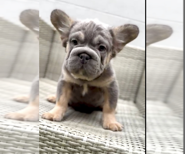 Medium Photo #18 French Bulldog Puppy For Sale in AGOURA HILLS, CA, USA