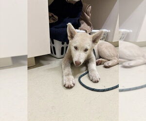 Siberian Husky-Unknown Mix Dogs for adoption in Fremont, CA, USA