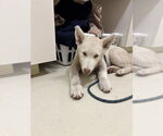 Small Siberian Husky Mix