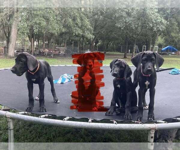 Medium Photo #1 Great Dane Puppy For Sale in FORT DENAUD, FL, USA