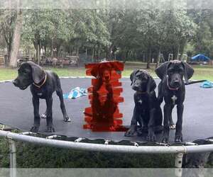 Great Dane Puppy for sale in FORT DENAUD, FL, USA
