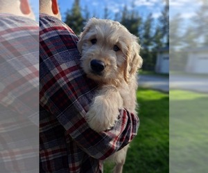 Goldendoodle Puppy for Sale in STANWOOD, Washington USA