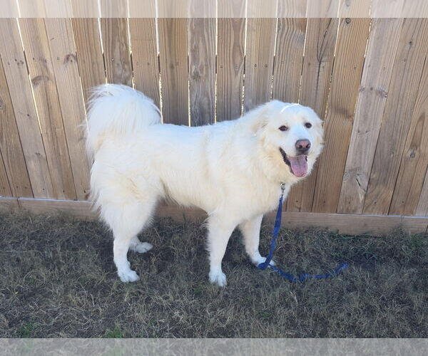 Medium Photo #2 Great Pyrenees Puppy For Sale in Houston, TX, USA