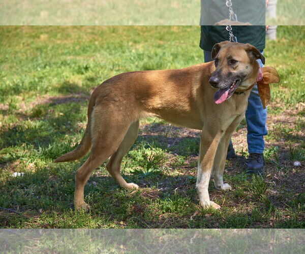 Medium Photo #15 Mutt Puppy For Sale in Mt. Laurel, NJ, USA