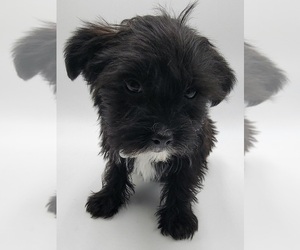 Shorkie Tzu Puppy for sale in BARSTOW, CA, USA