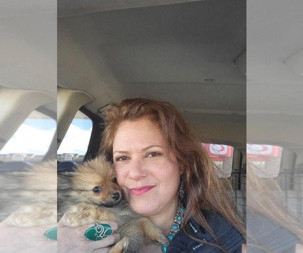 Medium Photo #1 Pomeranian Puppy For Sale in WILLIAMSBURG, CO, USA