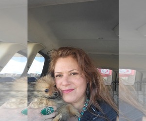 Father of the Pomeranian puppies born on 04/08/2025