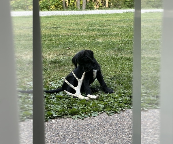 Medium Photo #21 Labradoodle Puppy For Sale in KIRKSVILLE, MO, USA