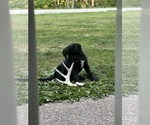 Small #20 Labradoodle