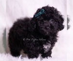 Puppy Lemonheart Poodle (Miniature)