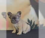 Small Photo #25 French Bulldog Puppy For Sale in LOS ALTOS, CA, USA
