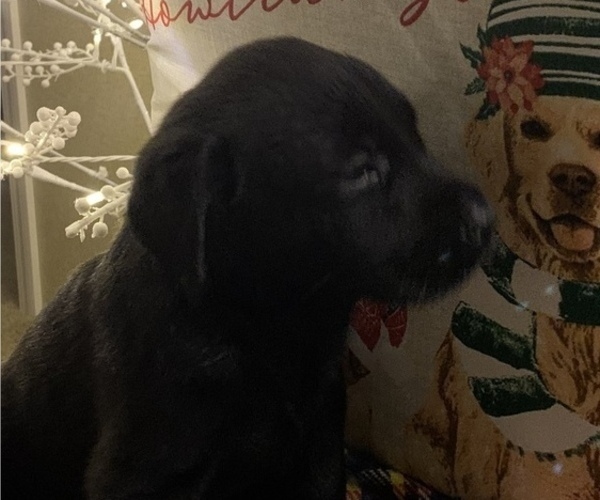 Medium Photo #18 Labrador Retriever Puppy For Sale in SPOTSYLVANIA, VA, USA