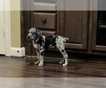 Small Photo #8 Catahoula Leopard Dog Puppy For Sale in SPRING, TX, USA