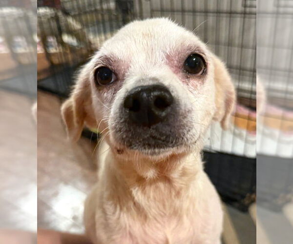 Medium Photo #5 Mutt Puppy For Sale in Boonton, NJ, USA