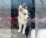 Puppy Bali Pomsky