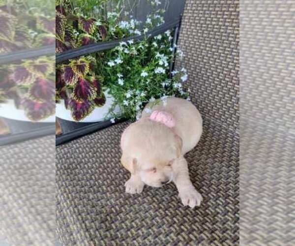 Medium Photo #6 Labrador Retriever Puppy For Sale in GRABILL, IN, USA
