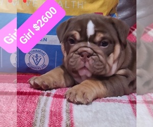 Bulldog Puppy for sale in SANTA MARIA, CA, USA