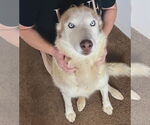Small #2 Siberian Husky