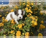 Small Photo #3 Papillon Puppy For Sale in Mytilene, North Aegean, Greece