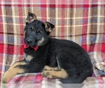 Small Photo #4 German Shepherd Dog Puppy For Sale in LEOLA, PA, USA