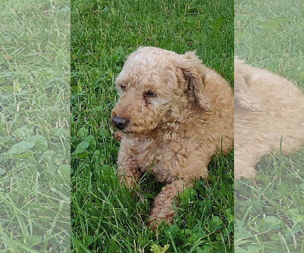 Medium Photo #2 Poodle (Miniature) Puppy For Sale in Wheaton, IL, USA