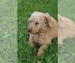 Small #1 Poodle (Miniature)