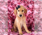 Small Photo #2 Golden Retriever Puppy For Sale in OXFORD, PA, USA