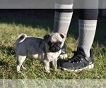 Small #5 Pug